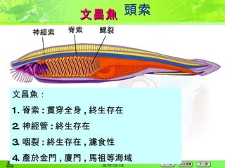 文昌魚 頭索 文昌魚： 1. 脊索 : 貫穿全身 , 終生存在 2. 神經管 : 終生存在 3. 咽裂 : 終生存在 , 濾食性 4. 產於金門 , 廈門 , 馬祖等海域 神經索 脊索 鰓裂 