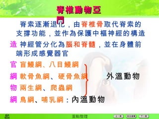  脊索逐漸退化，由 脊椎骨 取代脊索的支撐功能，並作為保護中樞神經的構造  神經管分化為 腦和脊髓 ，並在身體前端形成感覺器官  盲鰻綱 、 八目鰻綱  軟骨魚綱 、 硬骨魚綱   外溫動物  兩生綱 、 爬蟲綱  鳥綱 、 哺乳綱 ： 內溫動物 脊椎動物亞門 