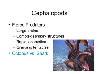 Cephalopods Fierce Predators Large brains Complex sensory structures Rapid locomotion Grasping tentacles Octopus vs . Shark