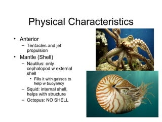 Physical Characteristics Anterior Tentacles and jet propulsion Mantle (Shell) Nautilus: only cephalopod w external shell Fills it with gasses to help w buoyancy Squid: internal shell, helps with structure Octopus: NO SHELL