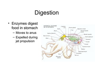 Digestion Enzymes digest food in stomach Moves to anus Expelled during jet propulsion