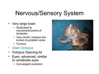 Nervous/Sensory System Very large brain Dedicated to movement/control of tentacles Very smart: octopus are known to problem solve Curious Giant Octopus Octopus Opening lid Eyes: advanced, similar to vertebrate eyes Convergent evolution