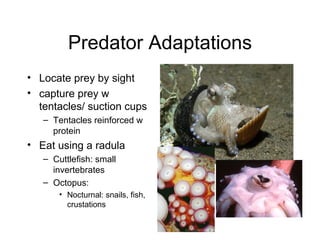 Predator Adaptations Locate prey by sight capture prey w tentacles/ suction cups Tentacles reinforced w protein Eat using a radula Cuttlefish: small invertebrates Octopus: Nocturnal: snails, fish, crustations