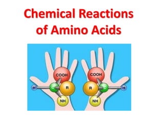 Chemical Reactions
  of Amino Acids
 