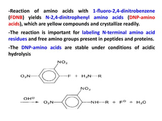 -Reaction of amino acids with 1-ﬂuoro-2,4-dinitrobenzene
(FDNB) yields N-2,4-dinitrophenyl amino acids (DNP-amino
acids), which are yellow compounds and crystallize readily.
-The reaction is important for labeling N-terminal amino acid
residues and free amino groups present in peptides and proteins.
-The DNP-amino acids are stable under conditions of acidic
hydrolysis
 