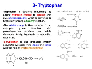3- Tryptophan
-Tryptophan is obtained industrially by
adding hydrogen cyanide to acrolein that
gives 3-cyanopropanal which is converted to
hydantoin through a Bucherer reaction.
-The nitrile group is then reduced to an
aldehyde      group.      Reaction    with
phenylhydrazine produces an indole
derivative. Lastly, hydantoin is saponiﬁed
with alkali.
-L-Tryptophan is also produced through
enzymatic synthesis from indole and serine
with the help of tryptophan synthase:
 