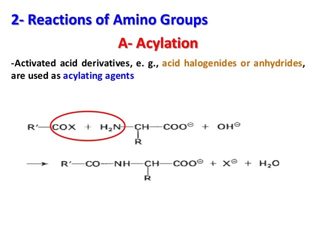 Free Amino Acids In Food Free Amino Acids In Food