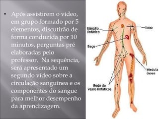 Após assistirem o vídeo, em grupo formado por 5 elementos, discutirão de forma conduzida por 10 minutos, perguntas pré elaboradas pelo professor.  Na sequência, será apresentado um segundo vídeo sobre a circulação sanguínea e os componentes do sangue para melhor desempenho da aprendizagem. 