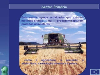 Sector Primário Este sector agrupa actividades que extraem matérias-primas ou produzem/capturam produtos alimentares. … como a agricultura, a pecuária, a silvicultura, a extracção mineira e a pesca. 