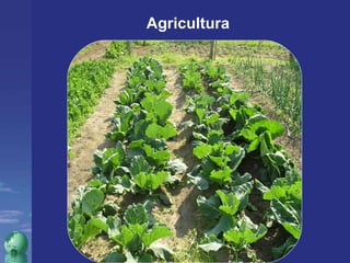 Agricultura 
