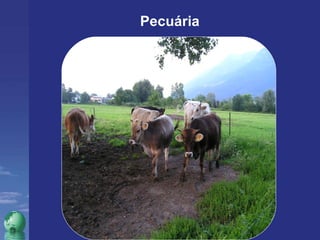 Pecuária 