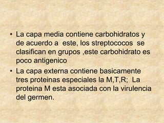 • La capa media contiene carbohidratos y
de acuerdo a este, los streptococos se
clasifican en grupos ,este carbohidrato es
poco antigenico
• La capa externa contiene basicamente
tres proteinas especiales la M,T,R; La
proteina M esta asociada con la virulencia
del germen.
 