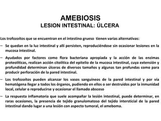 AMEBIOSIS
                        LESION INTESTINAL: ÚLCERA

Los trofozoítos que se encuentran en el intestino grueso tienen varias alternativas:
– Se quedan en la luz intestinal y allí persisten, reproduciéndose sin ocasionar lesiones en la
  mucosa intestinal.
– Ayudados por factores como flora bacteriana apropiada y la acción de las enzimas
  proteolíticas, realizan acción citolítica del epitelio de la mucosa intestinal, cuya extensión y
  profundidad determinan úlceras de diversos tamaños y algunas tan profundas como para
  producir perforación de la pared intestinal.
– Los trofozoítos pueden alcanzar los vasos sanguíneos de la pared intestinal y por vía
  hematógena llegar a todos los órganos, pudiendo en ellos o ser destruidos por la inmunidad
  local, celular o reproducirse y ocasionar el llamado absceso
– La respuesta inflamatoria que suele acompañar la lesión intestinal, puede determinar, en
  raras ocasiones, la presencia de tejido granulomatoso del tejido intersticial de la pared
  intestinal dando lugar a una lesión con aspecto tumoral, el ameboma.
 
