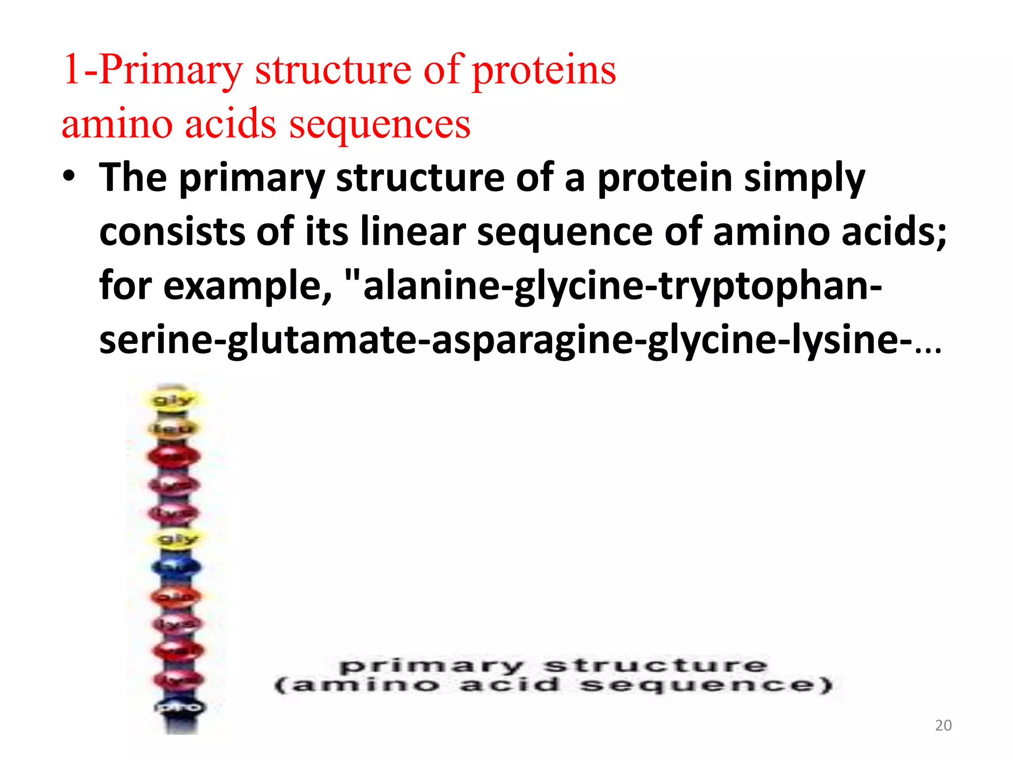 2 amino acids and proteins lecture 2 | PPTX
