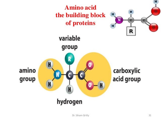 2 amino acids and proteins lecture 2 the building blocks of proteins are