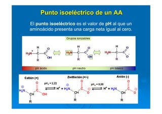 El punto isoeléctrico es el valor de pH al que un
aminoácido presenta una carga neta igual al cero.
Punto isoelPunto isoelééctrico de un AActrico de un AA
 