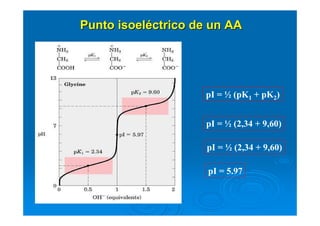 Punto isoelPunto isoelééctrico de un AActrico de un AA
pI = ½ (pK1 + pK2)
pI = ½ (2,34 + 9,60)
pI = ½ (2,34 + 9,60)
pI = 5.97
 