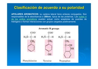 ClasificaciClasificacióón de acuerdo a su polaridadn de acuerdo a su polaridad
APOLARES AROMATICOS: su cadena lateral tiene enlaces conjugados. Son
responsables de la absorbancia a 280nm, típica de las proteínas. Las nubes π
de los anillos aromáticos pueden actuar como aceptores de puentes de
hidrógeno o formar interacciones con grupos cargados positivamente.
 