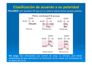 ClasificaciClasificacióón de acuerdo a su polaridadn de acuerdo a su polaridad
POLARES: son aquellos AA que en su cadena lateral tienen grupos polares.
Sin carga. Son aminoácidos que carecen de carga, en principio, pero tienen
posibilidades de tener asimetría en la distribución de las cargas, por la presencia de
un átomo de O ó N.
 