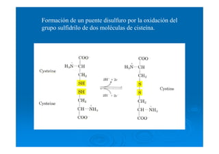 Formación de un puente disulfuro por la oxidación del
grupo sulfidrilo de dos moléculas de cisteína.
 