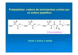 Enlace peptídico
Ácido + amina = amida
Polipéptidos: cadena de aminoácidos unidos por
un enlace peptídico
 