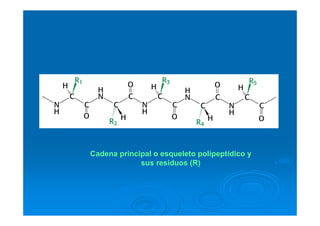 Cadena principal o esqueleto polipeptídico y
sus residuos (R)
 