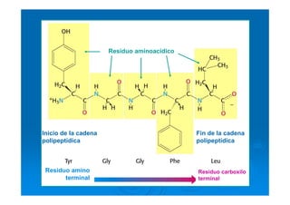Residuo amino
terminal
Residuo carboxilo
terminal
Inicio de la cadena
polipeptídica
Fin de la cadena
polipeptídica
Residuo aminoacídico
 