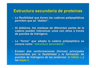 Estructura secundaria de proteEstructura secundaria de proteíínasnas
La flexibilidad que tienen las cadenas polipeptLa flexibilidad que tienen las cadenas polipeptíídicasdicas
permiten que sepermiten que se ““doblendoblen””..
Al doblarse, los residuos de diferentes partes de laAl doblarse, los residuos de diferentes partes de la
cadena pueden interactuar unos con otros a travcadena pueden interactuar unos con otros a travééss
de puentes de hidrde puentes de hidróógeno.geno.
LaLa ““formaforma”” que adopta la cadena polipeptque adopta la cadena polipeptíídica sedica se
conoce comoconoce como ““estructura secundariaestructura secundaria””..
Existen dos conformaciones (formas) principalesExisten dos conformaciones (formas) principales
favorecidas por la flexibilidad y la formacifavorecidas por la flexibilidad y la formacióón den de
puentes de hidrpuentes de hidróógeno de las protegeno de las proteíínas:nas: la hla héélicelice αααααααα yy
laslas hojashojas β.β.β.β.β.β.β.β.
 