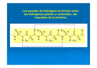 Los puentes de hidrógeno se forman entre
los hidrógenos polares y carbonilos del
esqueleto de la proteína
 