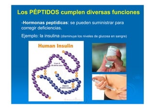Los PÉPTIDOS cumplen diversas funciones
-Hormonas peptídicas: se pueden suministrar para
corregir deficiencias.
Ejemplo: la insulina (disminuye los niveles de glucosa en sangre)
 