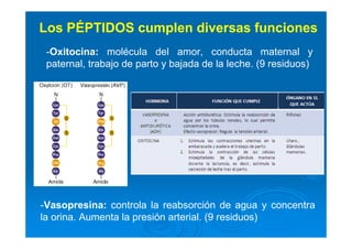 Los PÉPTIDOS cumplen diversas funciones
-Oxitocina: molécula del amor, conducta maternal y
paternal, trabajo de parto y bajada de la leche. (9 residuos)
-Vasopresina: controla la reabsorción de agua y concentra
la orina. Aumenta la presión arterial. (9 residuos)
 