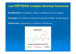 Los PÉPTIDOS cumplen diversas funciones
-Bradiquinina: (9 residuos), inhibe la inflamación de los tejidos.
-Glucagón: (29 residuos), aumenta la glicemia (metab. del glucógeno)
-Edulcorante: Aspartame (2 residuos): NutraSweet
 