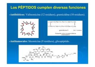 Los PÉPTIDOS cumplen diversas funciones
-Antibióticos: Valinomicina (12 residuos), gramicidina (10 residuos).
-Antitumorales: bleomicina (9 residuos), glicopéptido.
 