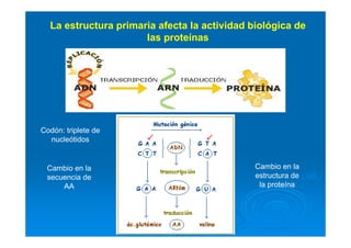 La estructura primaria afecta la actividad biológica de
las proteínas
Cambio en la
secuencia de
AA
Cambio en la
estructura de
la proteína
Codón: triplete de
nucleótidos
 