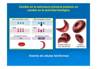 Cambio en la estructura primaria produce un
cambio en la actividad biológica
Anemia de células falciformes
 
