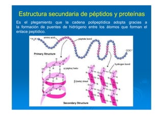 Es el plegamiento que la cadena polipeptídica adopta gracias a
la formación de puentes de hidrógeno entre los átomos que forman el
enlace peptídico.
Estructura secundaria de péptidos y proteínas
 