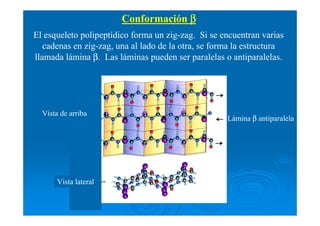 Conformación ββββ
El esqueleto polipeptídico forma un zig-zag. Si se encuentran varias
cadenas en zig-zag, una al lado de la otra, se forma la estructura
llamada lámina β. Las láminas pueden ser paralelas o antiparalelas.
Lámina β antiparalela
Vista lateral
Vista de arriba
 