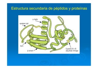 Estructura secundaria de péptidos y proteínas
 