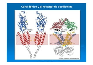 Canal iónico y el receptor de acetilcolina
 