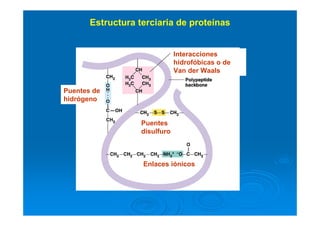 Estructura terciaria de proteínas
Interacciones
hidrofóbicas o de
Van der Waals
Puentes de
hidrógeno
Puentes
disulfuro
Enlaces iónicos
 