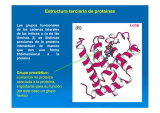 Mioglobina: transporta oxígeno
en el músculo
Los grupos funcionales
de las cadenas laterales
de las hélices αααα (o de las
láminas ββββ) de distintas
porciones de la proteína
interactúan de manera
que dan una forma
tridimensional a la
proteína
Grupo prostético:
sustancia no proteíca
asociada a la proteína,
importante para su función
(en este caso un grupo
hemo)
Loop
Estructura terciaria de proteínas
 