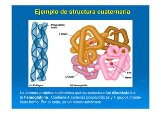 Ejemplo deEjemplo de structurastructura cuaternariacuaternaria
La primera proteína multimérica que su estructura fue dilucidada fue
la hemoglobina. Contiene 4 cadenas polipeptídicas y 4 grupos prosté-
ticos heme. Por lo tanto, es un hetero-tetrámero.
 
