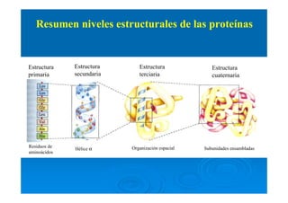 Resumen niveles estructurales de las proteínas
Estructura
primaria
Estructura
secundaria
Estructura
terciaria
Estructura
cuaternaria
Residuos de
aminoácidos
Hélice α Organización espacial Subunidades ensambladas
 