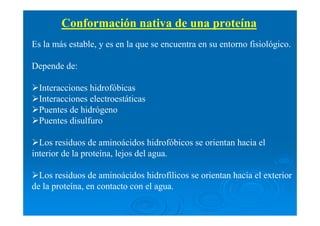Es la más estable, y es en la que se encuentra en su entorno fisiológico.
Depende de:
Interacciones hidrofóbicas
Interacciones electroestáticas
Puentes de hidrógeno
Puentes disulfuro
Los residuos de aminoácidos hidrofóbicos se orientan hacia el
interior de la proteína, lejos del agua.
Los residuos de aminoácidos hidrofílicos se orientan hacia el exterior
de la proteína, en contacto con el agua.
Conformación nativa de una proteína
 