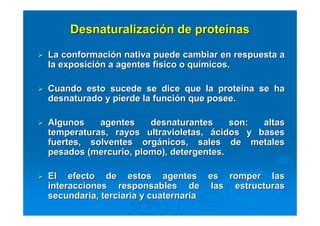 DesnaturalizaciDesnaturalizacióón de proten de proteíínasnas
La conformaciLa conformacióón nativa puede cambiar en respuesta an nativa puede cambiar en respuesta a
la exposicila exposicióón a agentes fn a agentes fíísico o qusico o quíímicos.micos.
Cuando esto sucede se dice que la proteCuando esto sucede se dice que la proteíína se hana se ha
desnaturado y pierde la funcidesnaturado y pierde la funcióón que posee.n que posee.
Algunos agentesAlgunos agentes desnaturantesdesnaturantes son: altasson: altas
temperaturas, rayos ultravioletas,temperaturas, rayos ultravioletas, áácidos y basescidos y bases
fuertes, solventes orgfuertes, solventes orgáánicos, sales de metalesnicos, sales de metales
pesados (mercurio, plomo), detergentes.pesados (mercurio, plomo), detergentes.
El efecto de estos agentes es romper lasEl efecto de estos agentes es romper las
interacciones responsables de las estructurasinteracciones responsables de las estructuras
secundaria, terciaria y cuaternariasecundaria, terciaria y cuaternaria
 