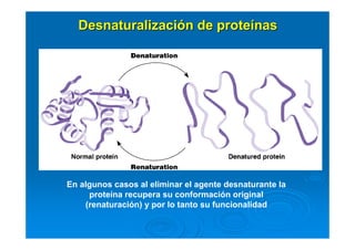 En algunos casos al eliminar el agente desnaturante la
proteína recupera su conformación original
(renaturación) y por lo tanto su funcionalidad
DesnaturalizaciDesnaturalizacióón de proten de proteíínasnas
 