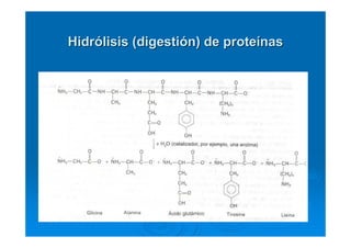 HidrHidróólisis (digestilisis (digestióón) de proten) de proteíínasnas
 
