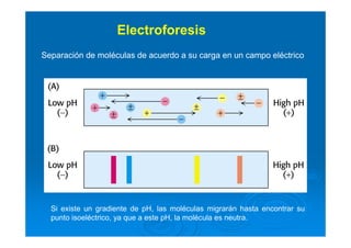 Electroforesis
Separación de moléculas de acuerdo a su carga en un campo eléctrico
Si existe un gradiente de pH, las moléculas migrarán hasta encontrar su
punto isoeléctrico, ya que a este pH, la molécula es neutra.
 