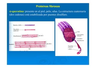 αααα-queratina: presente en al piel, pelo, uñas. La estructura cuaternaria
(dos cadenas) está estabilizada por puentes disulfuro.
Proteínas fibrosas
 