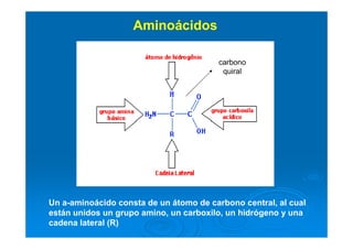 Aminoácidos
Un a-aminoácido consta de un átomo de carbono central, al cual
están unidos un grupo amino, un carboxilo, un hidrógeno y una
cadena lateral (R)
carbono
quiral
 
